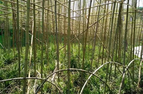 中国城市园林绿化行业协会 降低苗木死亡率,打好支撑不可小视