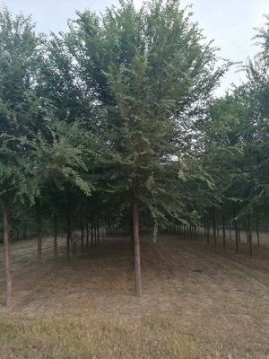 榆树苗基地 造林苗8-13公分榆树批发自产自销